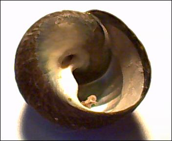 Osilinus?